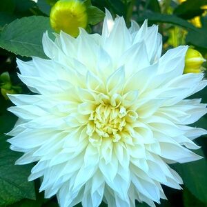 White Dinnerplate “Fleurel” Dahlia Tuber